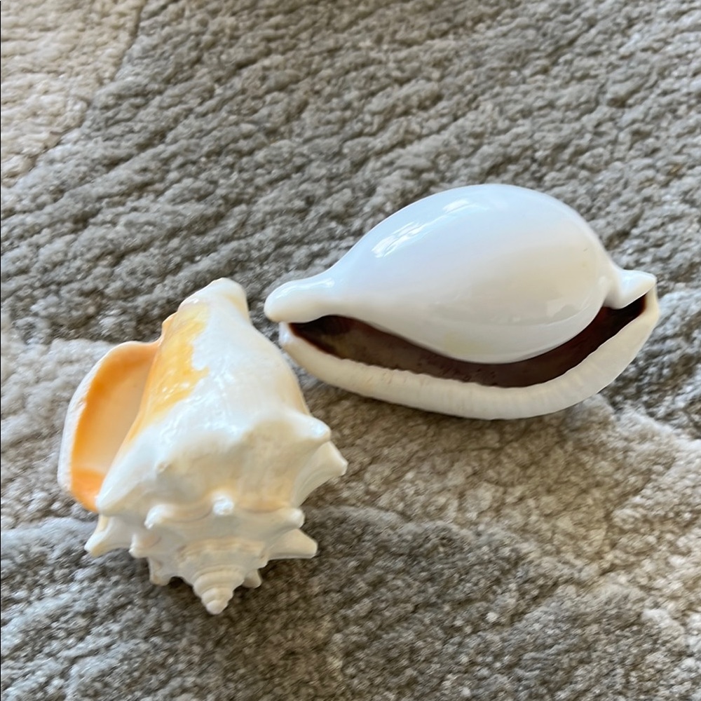 White and Orange Seashell Decor Set